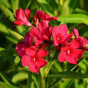 Red Oleander Plant