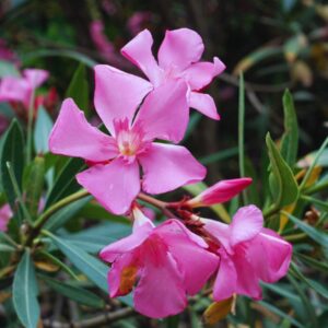 Alternative view of Pink Oleander Tree Live Plant