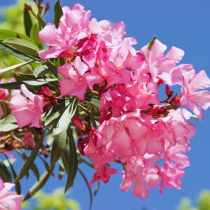 Pink Oleander Tree Live Plant