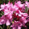 Pink Oleander
