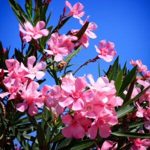 Alternative view of Pink Oleander Plant Live