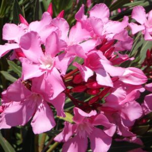 Pink Oleander Plant Live