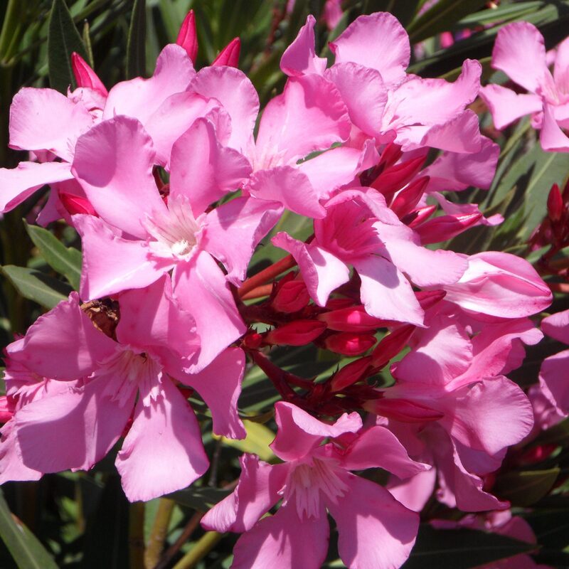 Pink Oleander Plant Live
