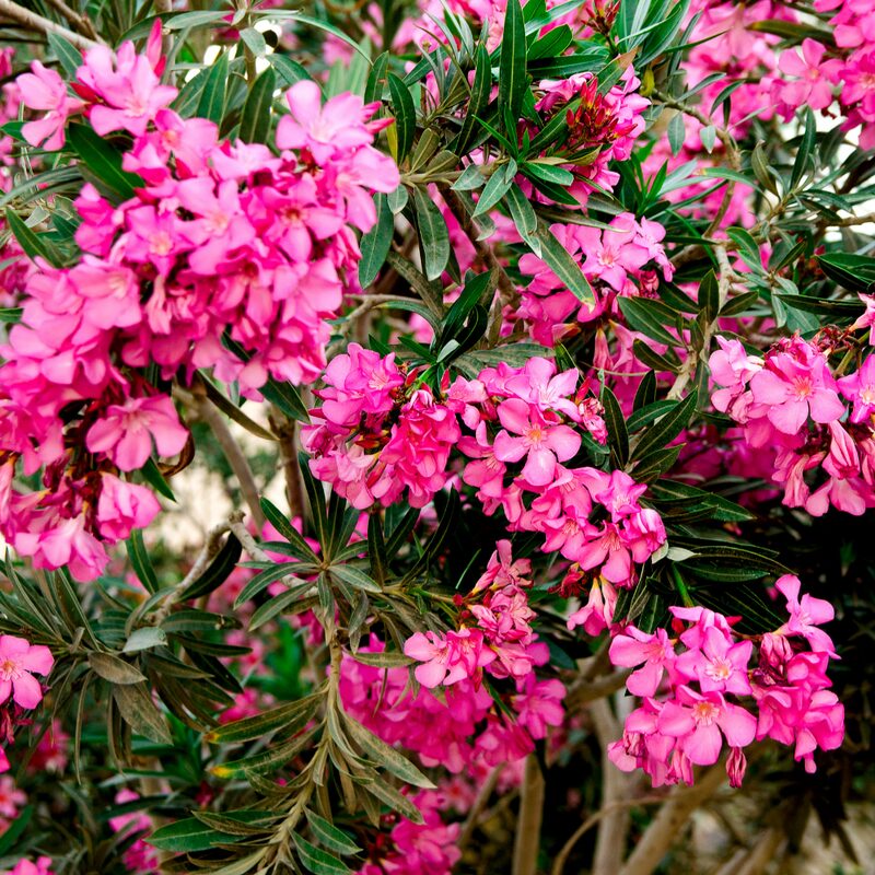 Pink Oleander Plant - Image 3