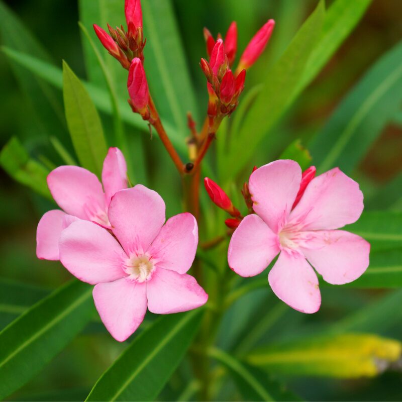 Pink Oleander Plant - Image 4