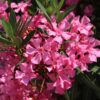 Pink Oleander Plant