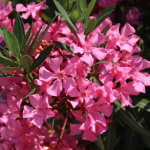 Pink Oleander Plant