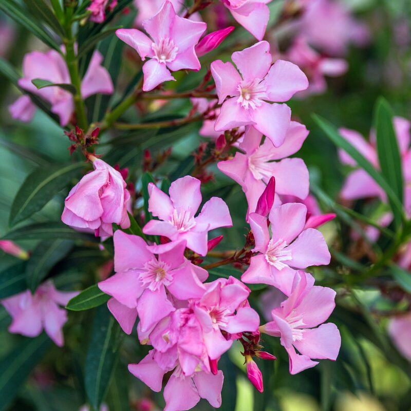 Pink Oleander Plant - Image 2