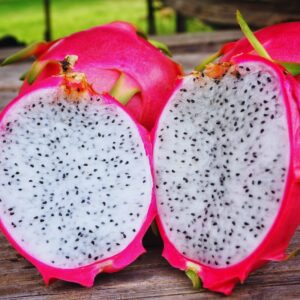 White Dragon Fruit Plant Tree