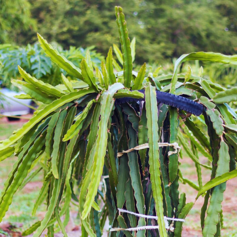 White Dragon Fruit Plant - Image 5