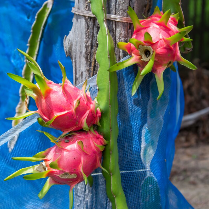 White Dragon Fruit Plant - Image 4