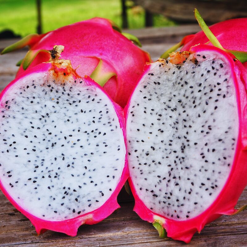 White Dragon Fruit Plant - Image 3