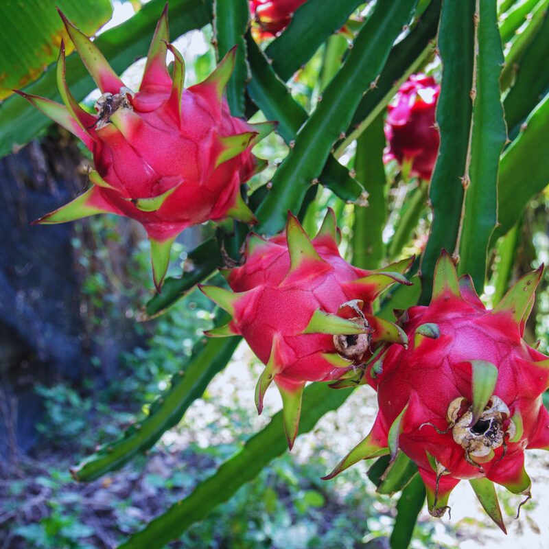 Red Dragon Fruit Tree Live Plant - Image 3