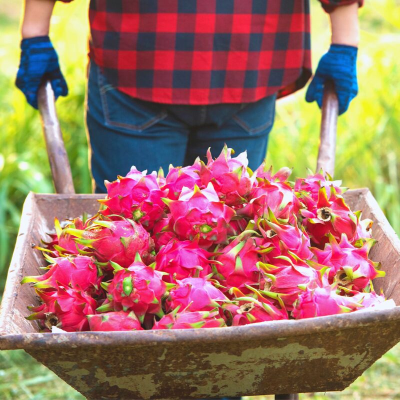 Red Dragon Fruit Tree Live Plant - Image 2