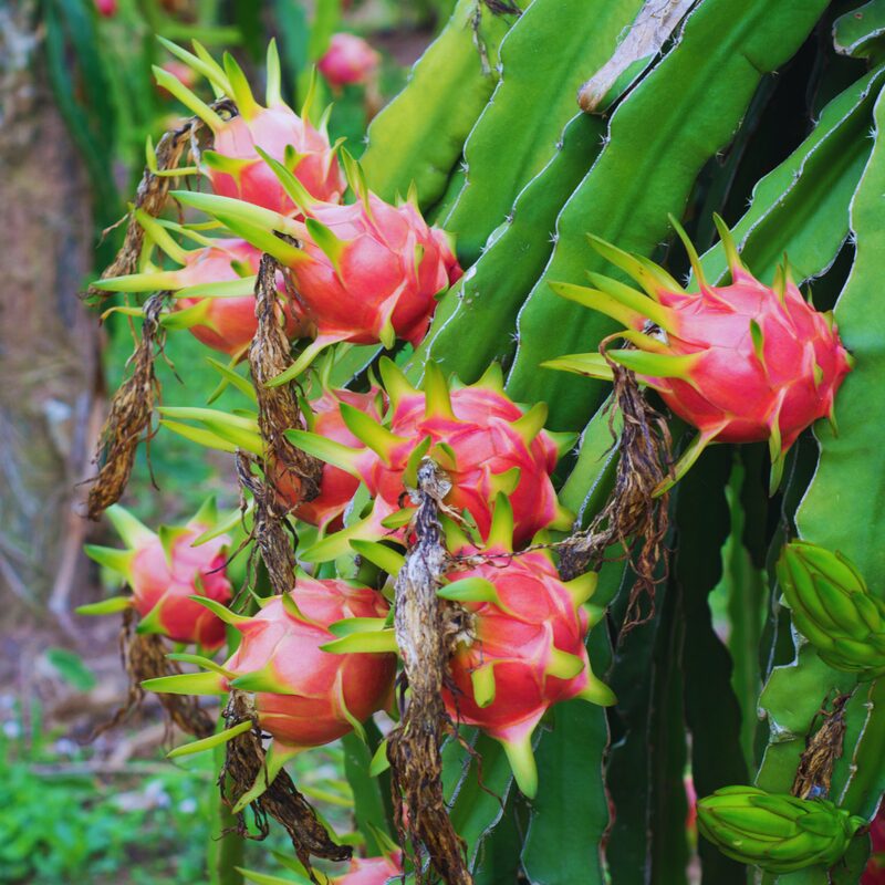 Purple Dragon Fruit Plant Live - Image 5