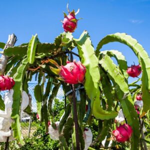 Alternative view of Purple Dragon Fruit Plant Live