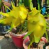 Yellow Dragon Fruit Plant Tree