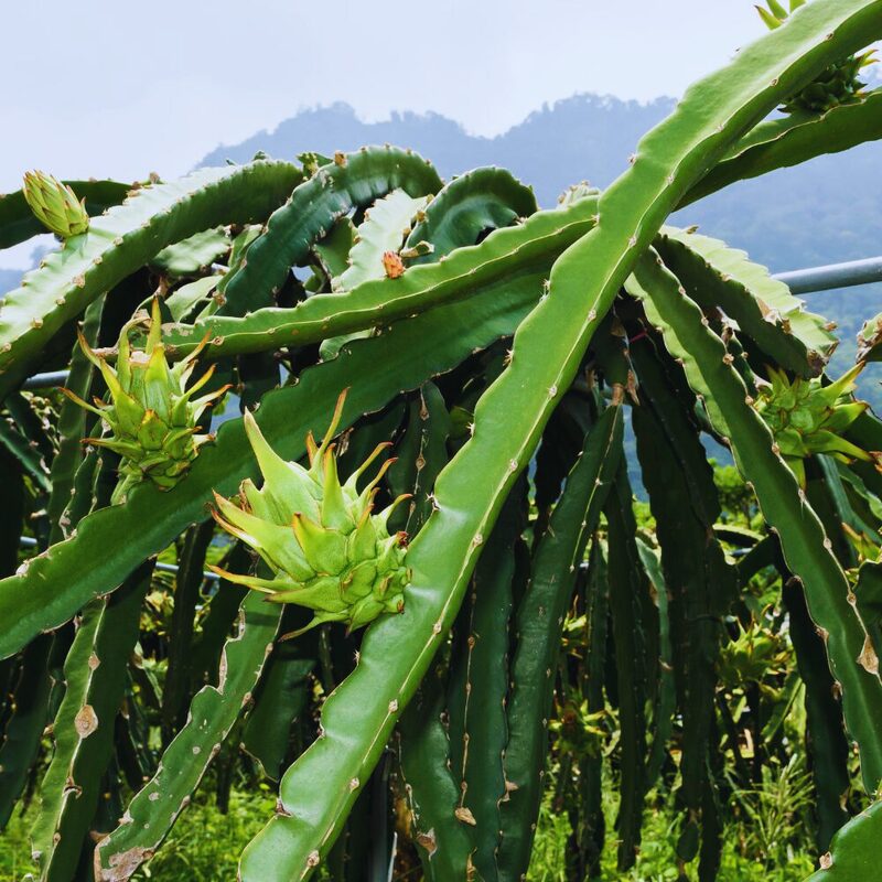 Yellow Dragon Fruit Live Plant - Image 3