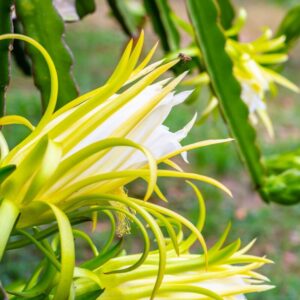 Alternative view of Yellow Dragon Fruit Live Plant