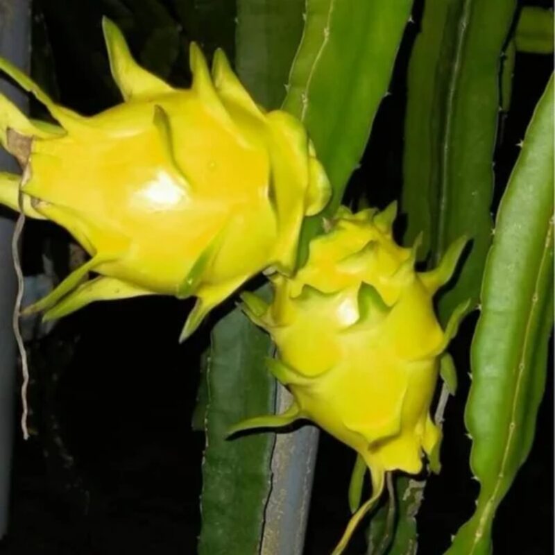Yellow Dragon Fruit Live Plant