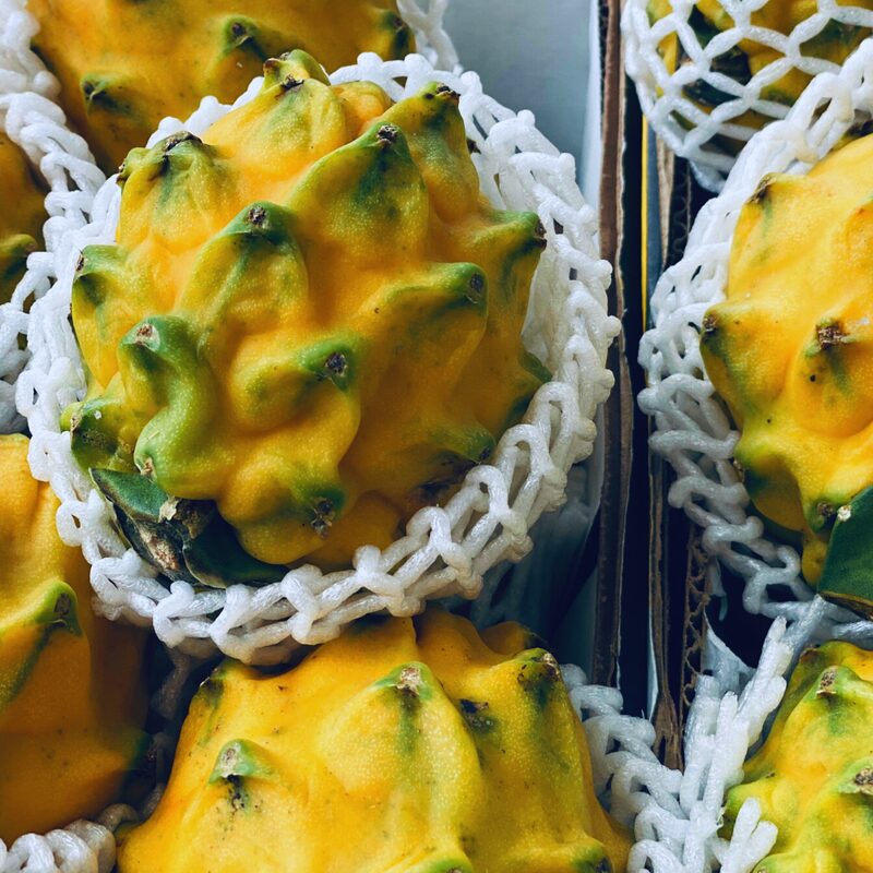 Yellow Dragon Fruit Plant Live - Image 3