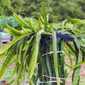 Alternative view of Yellow Dragon Fruit Plant Live
