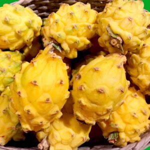 Yellow Dragon Fruit Plant Live