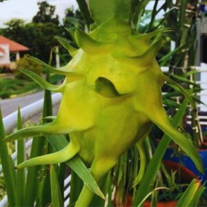 Alternative view of Yellow Dragon Fruit Plant