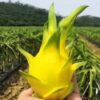 Yellow Dragon Fruit Plant
