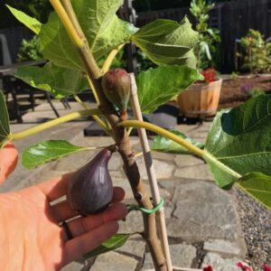 Alternative view of Fignominal Fig Plant - 4 to 6 Inches Tall
