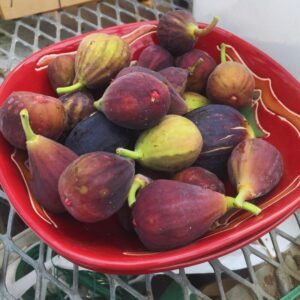 Alternative view of Fignominal Fig Plant from 4 to 6 Inches Long