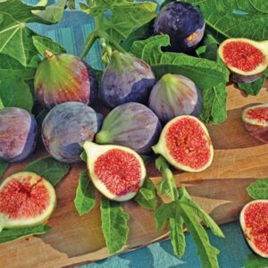 Alternative view of Chicago Hardy Fig Live Plant - 4 Inches to 6 Inches Long