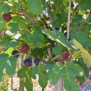 Chicago Hardy Fig Live Plant - 4 Inches to 6 Inches Long