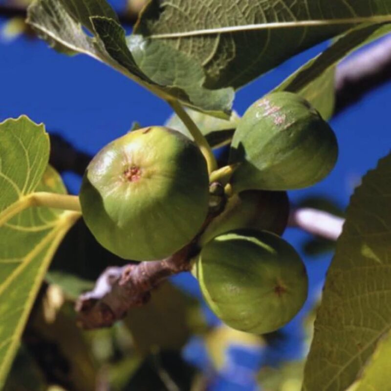 Kadota Fig Tree Live Plant - 4 to 6 Inc Long - Image 2