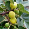 Kadota Fig Tree Live Plant - 4 to 6 Inc Long