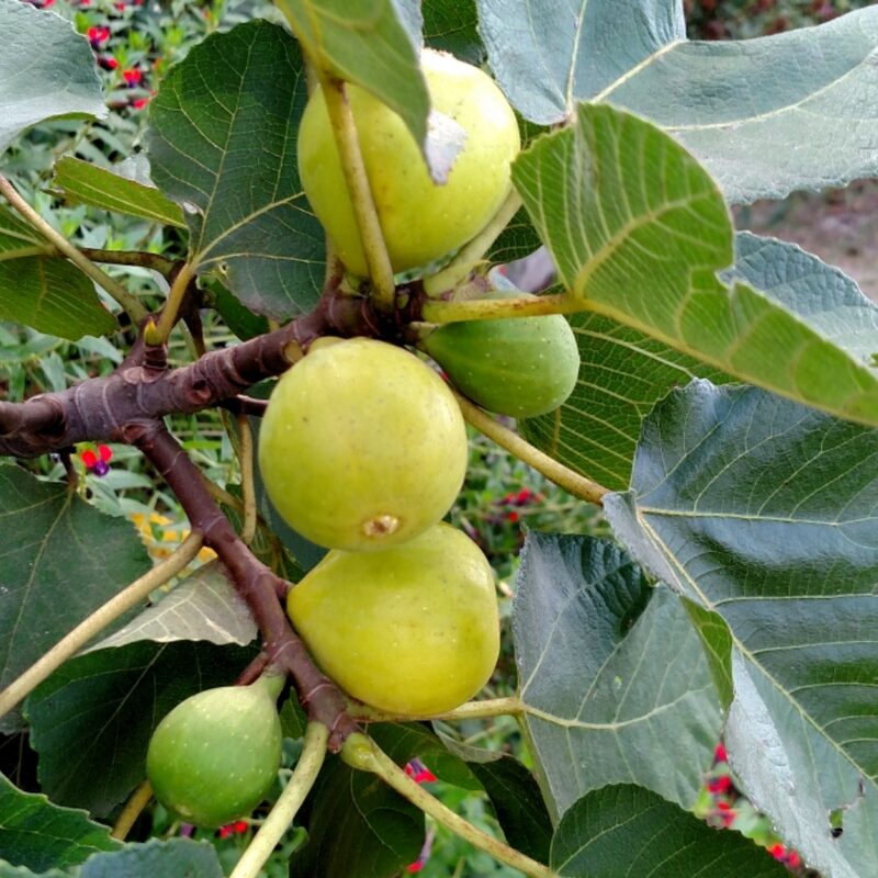 Kadota Fig Tree Live Plant - 4 to 6 Inc Long