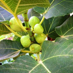 Kadota Fig Plant - 4 to 6 Inc Tall