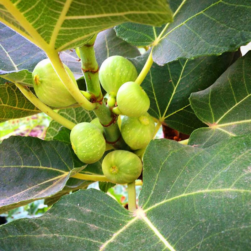 Kadota Fig Plant - 4 to 6 Inc Tall