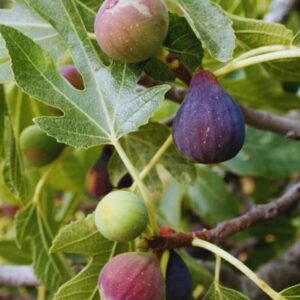Alternative view of Brown Turkey Fig Tree Plant - 4 to 6 Inc Tall