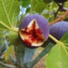 Brown Turkey Fig Tree Plant - 4 to 6 Inc Tall