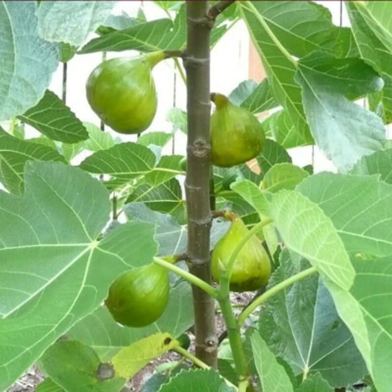 Black Mission Fig Plant - 4 to 6 Inc Tall - Image 5