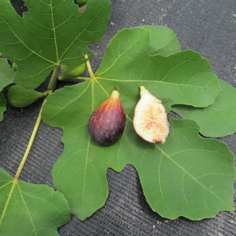 Black Mission Fig Live Plant - 4 to 6 Inc Tall - Image 6