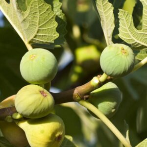 Alternative view of Black Mission Fig Live Plant - 4 to 6 Inc Tall