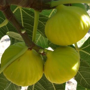 Ischia Fig Tree Plant - 4 to 6 Inc Tall