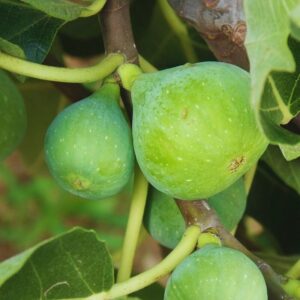 Ischia Fig Plant - 4 to 6 Inc Tall