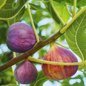 Alternative view of Celeste Fig Plant Tree - 4 to 6 Inc Tall