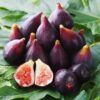 Celeste Fig Plant Tree - 4 to 6 Inc Tall