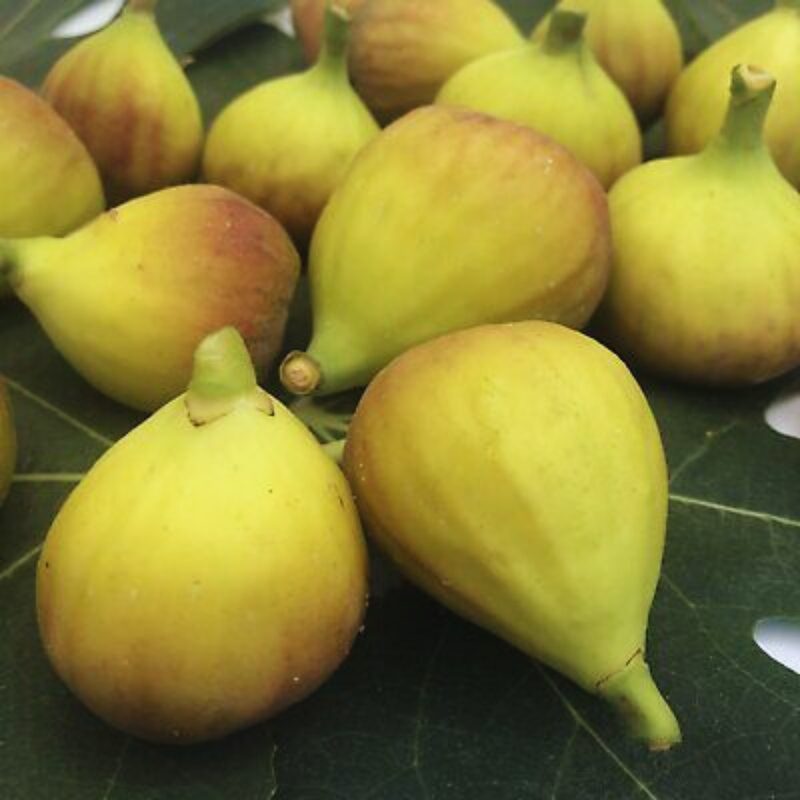 White Kadota Fig Plant Live - 4 to 6 Inc Tall - Image 4