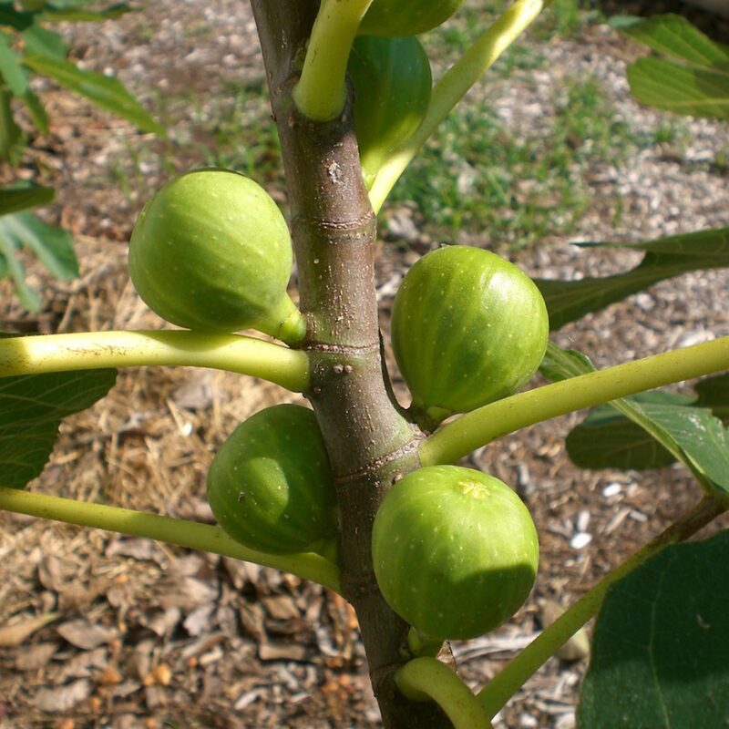 Peter's Honey Fig Plant Live - 4 Feet Tall - Image 3