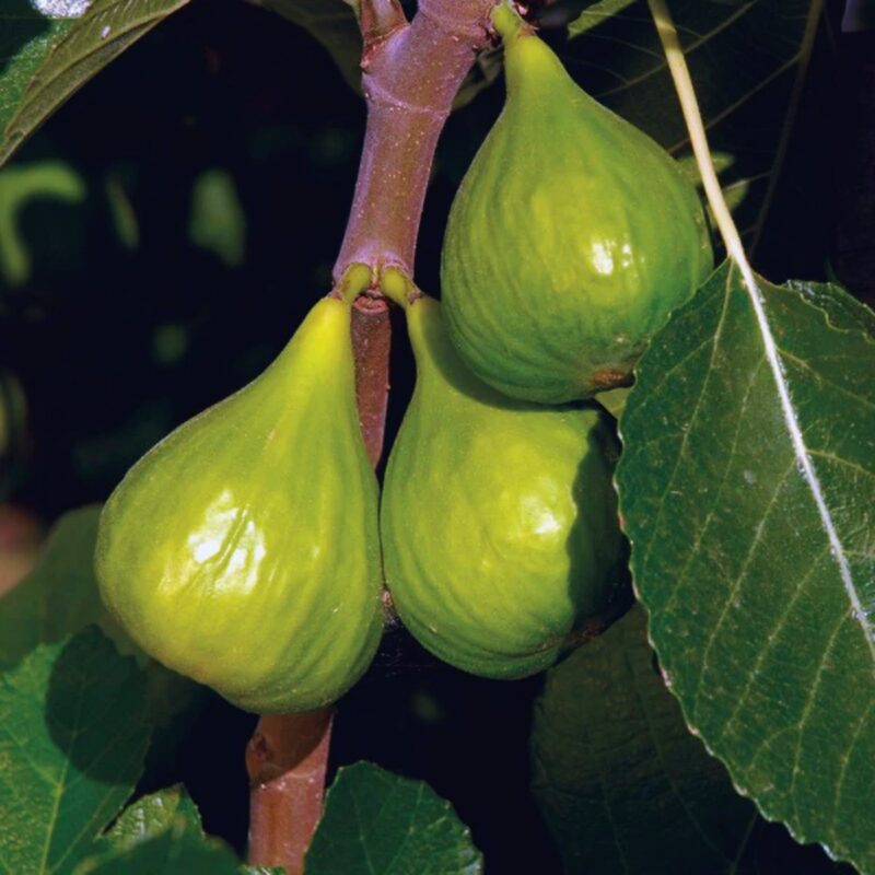 Peter's Honey Fig Plant Live - 4 Feet Tall - Image 2